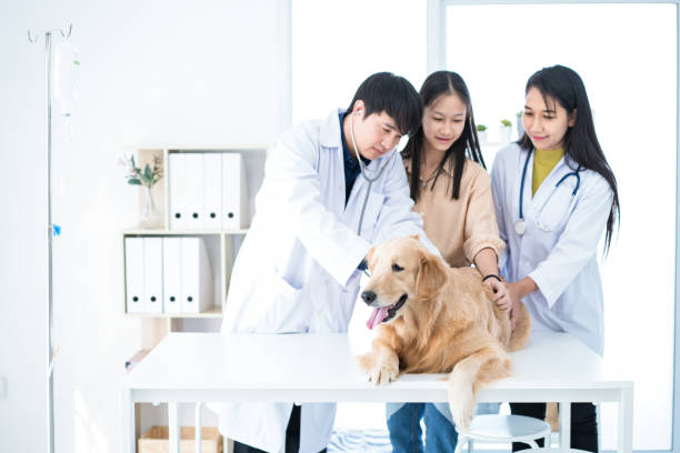 veterinarios y dueños de perros están revisando la salud del perro del golden retriever. - doctor dog portrait animal hospital fotografías e imágenes de stock