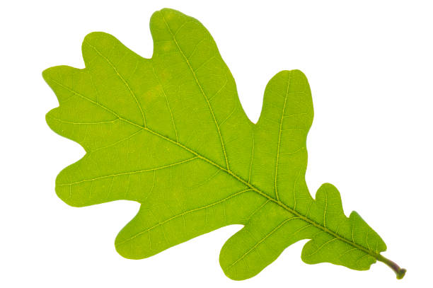 istock single leaf of oak tree isolated over white background 1224191374