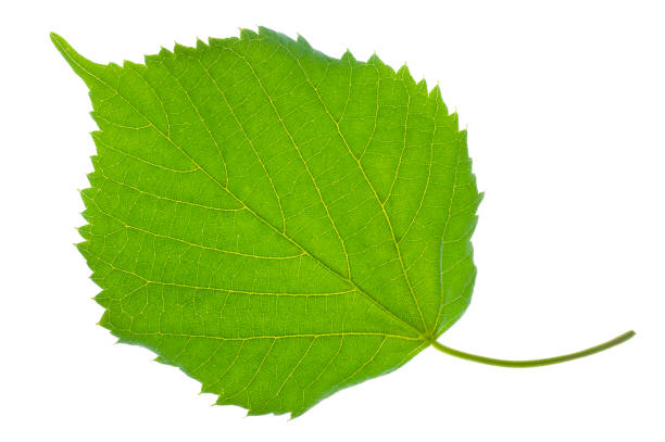 istock single leaf of lime tree isolated over white background 1224191623