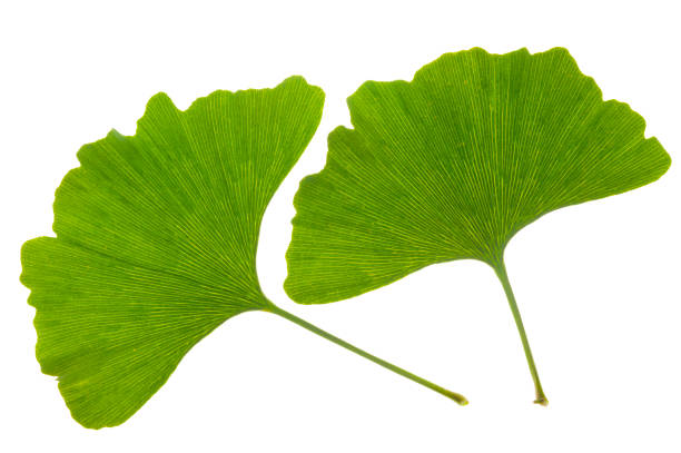 una sola hoja de árbol de ginkgo aislado sobre fondo blanco - summer solitary tree environment spring fotografías e imágenes de stock