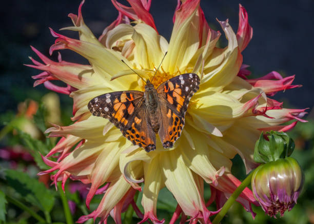 Close up of a Honka Rose dahlia flower in bloom