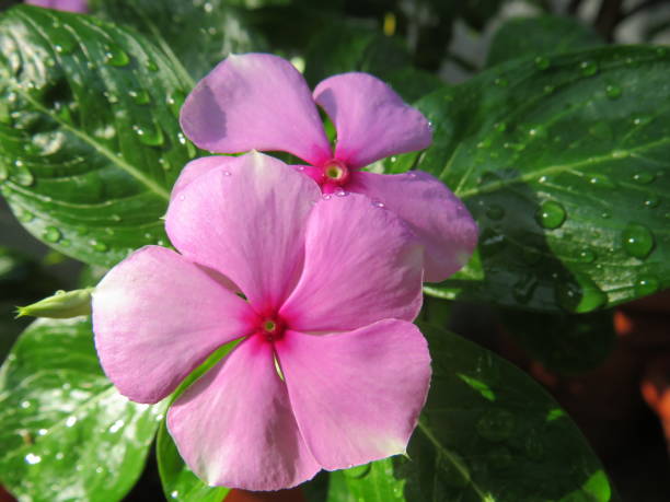 istock pink sadabahar flower 1224191784