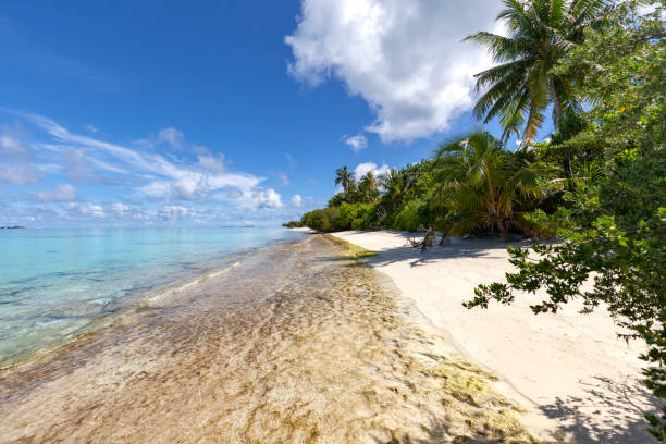 istock coral reefs at the beach, maldives 1224193326
