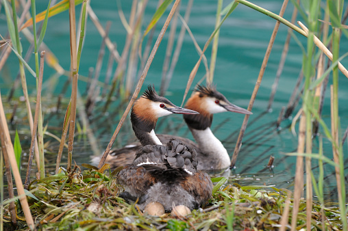 great crested grebe at nest with eggs (Podiceps cristatus)