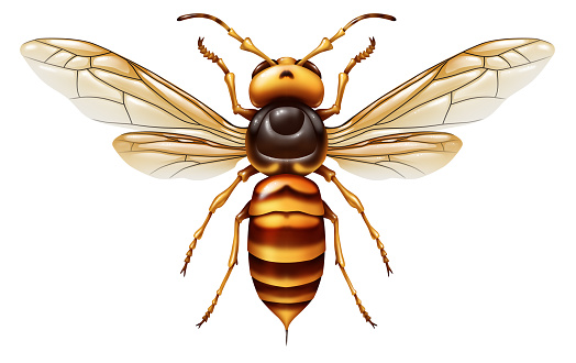 Murder hornet or Asian giant insect as a huge predator that kills honeybees as an animal concept for an invasive species isolated on a white background in a 3D illustration style.