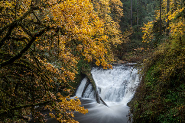 istock Long exposure of a waterfall at Silver Falls State Park 1224194529