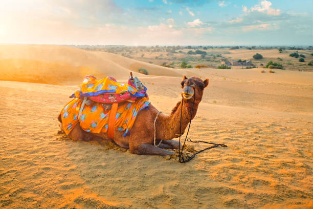 cammello indiano in dune di sabbia del deserto di thar al tramonto. jaisalmer, rajasthan, india - camel india animal desert foto e immagini stock