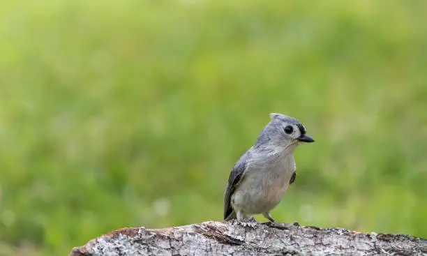 Tufted Titmouse, Baeolophus bicolor, perched on tree stump in late afternoon green grass background copy space