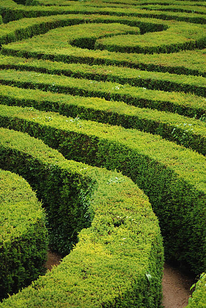 istock A green spiralled organic hedge maze 122419590