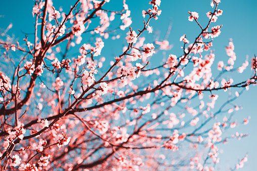 Beautiful Cherry Blossoms Tree In Spring Sunbeam
