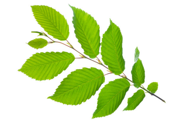 istock leaf of hornbeam tree with pollen isolated over white background 1224199220