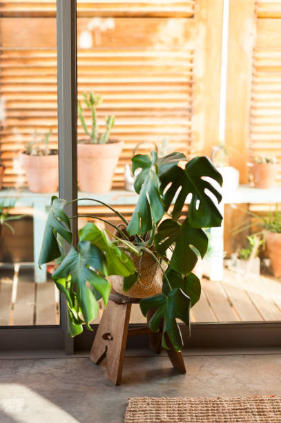 istock Monstera deliciosa in living room 1224199237