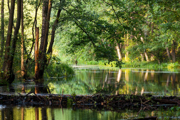 istock A small river in a mixed coniferous forest. Reflections on the water. Sun rays through the tree trunks. Wooden dam close-up. Latvia 1224200787