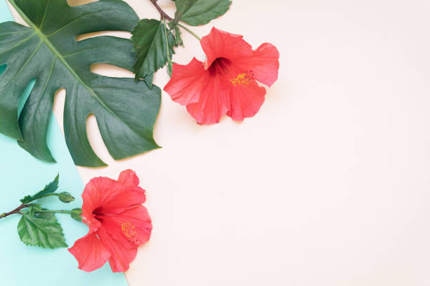 istock Tropical leaves and red hibiskus summer minimal background with a space for text. Flatlay style view from above 1224200891