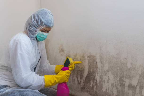 Close up of a female worker of cleaning service removes mold from wall using sponge and spray bottle with mold remediation chemicals Close up of a female worker of cleaning service removes mold from wall using sponge and spray bottle with mold remediation chemicals, mold removal products mold remediation stock pictures, royalty-free photos & images