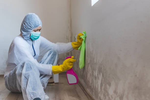 istock Worker of cleaning service removes mold from wall using spray bottle with mold remediation chemicals, mold removal products. 1224200975