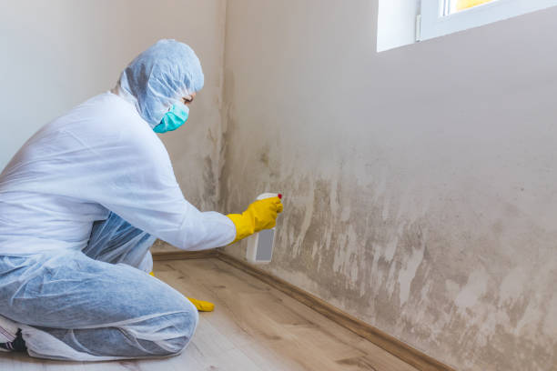 Woman removes mold from wall using spray bottle with mold remediation chemicals Female worker of cleaning service removes mold from wall using spray bottle with mold remediation chemicals, mold removal products fungal mold stock pictures, royalty-free photos & images
