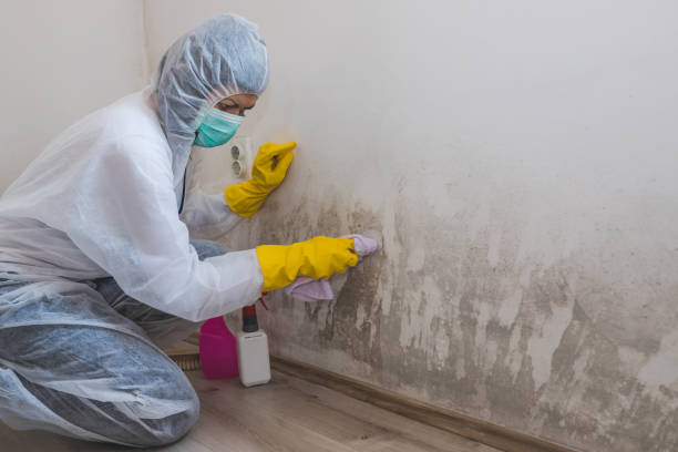 istock Worker of cleaning service removes the mold using antimicrobial spray 1224200984