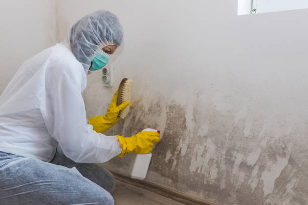 istock Worker of cleaning service using using spray bottle with mold remediation chemicals and scrubbing brush. 1224200987