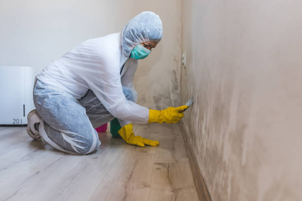 istock Worker of cleaning service removes the mold using scraper tool. 1224200994
