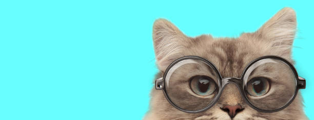 istock funny nerdy metis cat hiding her face from camera 1224202245