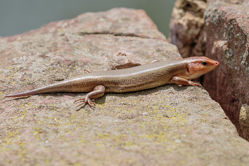 Broadhead Skink