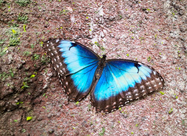 papillon morpho - blue silk morpho butterfly photos et images de collection