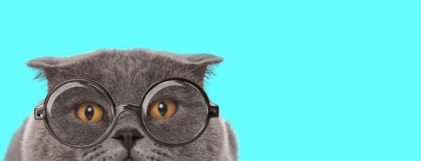 istock Scottish Fold cat wearing eyeglasses, hiding her face from camera 1224202379