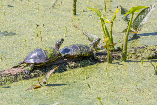 istock Eastern Painted Turtles In A Swamp 1224202500