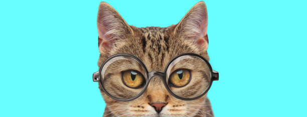 istock young adorable metis cat with big eyes wearing eyeglasses 1224202549