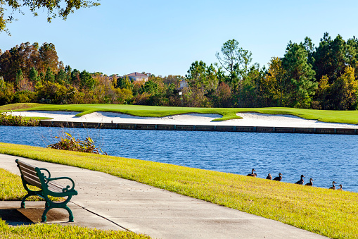 Ducks wait for the next Foursome to hit onto the green near Celebration Florida