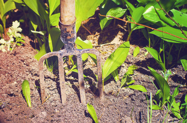 istock Garden tools. Pitchfork stuck in the ground. Preparation for digging up the garden. Close-up, Selective focus. 1224202864