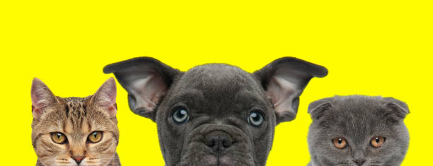 istock animals couple standing side by side and looking at camera 1224203823