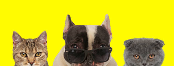 istock animals couple wearing sunglasses and looking ahead 1224203836