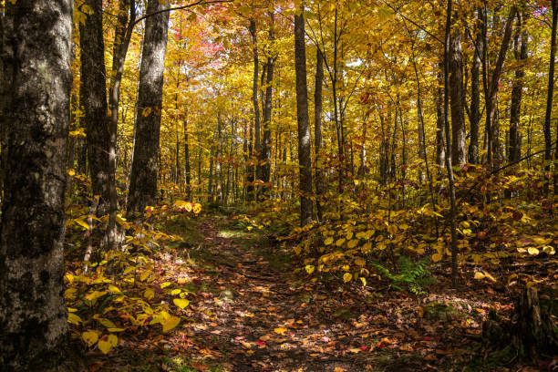 Photo of Deserted forest trail in autumn. Stunning autum colours.