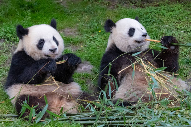 istock Giant pandas, bear pandas 1224204174