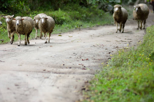 istock Ecudoran Sheep Herd on Road 1224204275