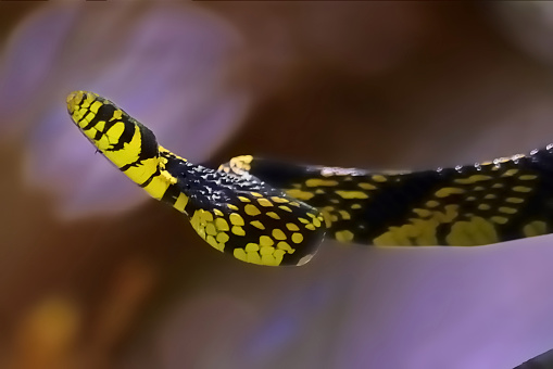 very venomous yellow snake is angry, yellow snake isolated on black background