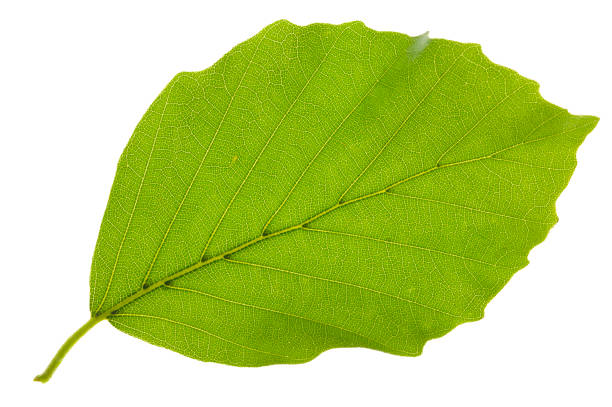 leaf of beech tree isolated leaf of beech tree isolated beech tree stock pictures, royalty-free photos & images