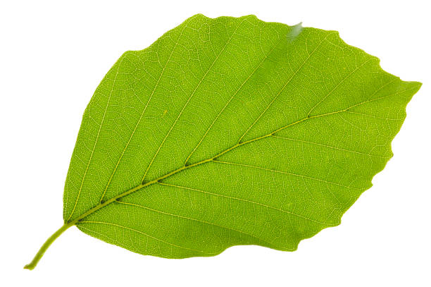 leaf of beech tree isolated - summer solitary tree environment spring imagens e fotografias de stock