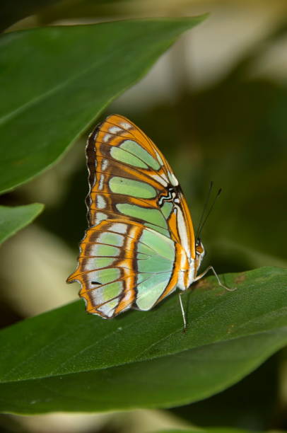 malachite butterfly w: sacha lodge ecuador - malachite butterfly zdjęcia i obrazy z banku zdjęć