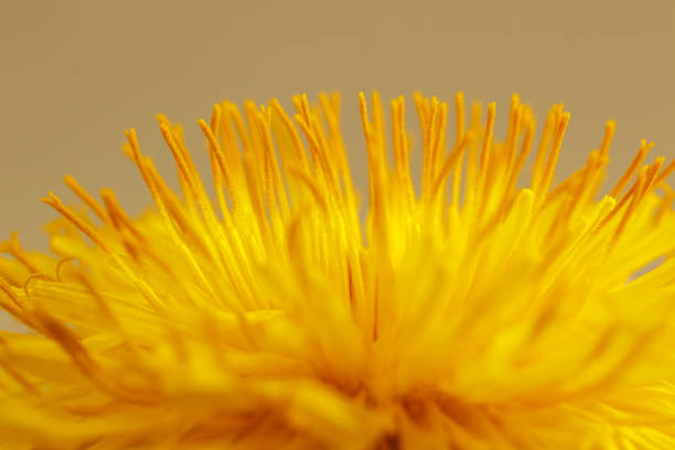 タンポポの花頭。マクロ写真。 - 5599 ストックフォトと画像