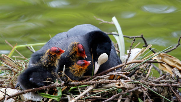 istock Coot and chicks on the nest 1224204538
