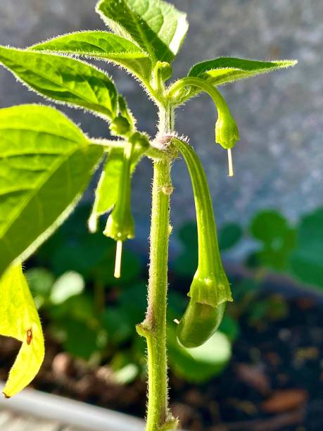 istock Pepper Plant-Agriculture 1224205218
