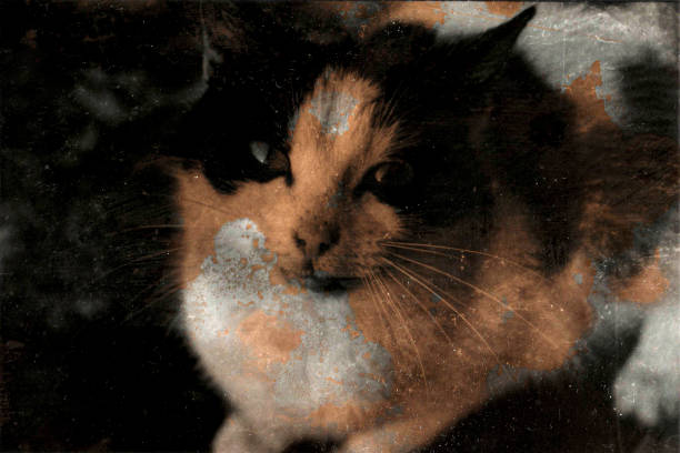 istock Old fashioned photo of cat 1224205282