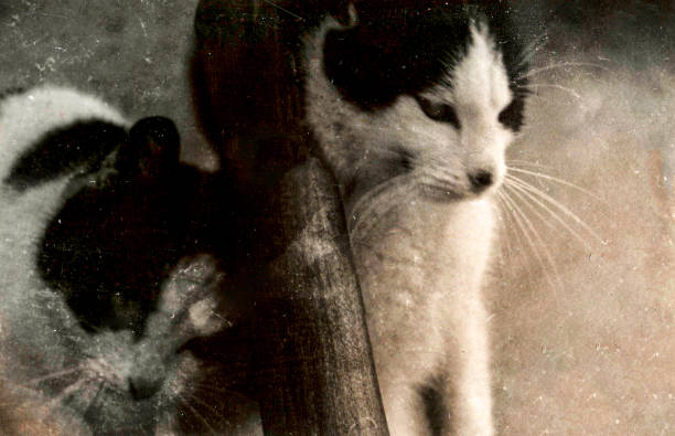 istock Old fashioned photo of two cute cats. 1224205283