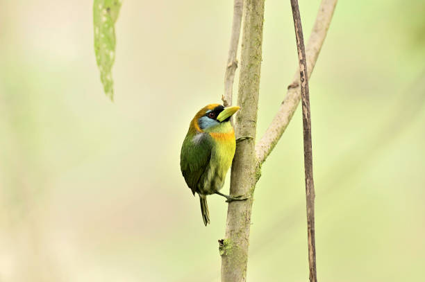 A female red-headed barbet clinging to a tree looks out for her mate in the tandayapa reserve, ecuador