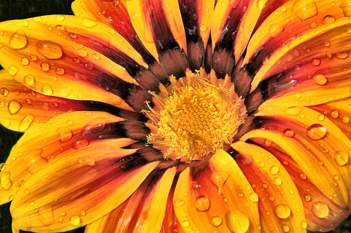 Closeup of tiny raindrops on petals of multi colored Gaziana blossom (African daisy) with patterns of yellow, orange, red, and bronze colors.
