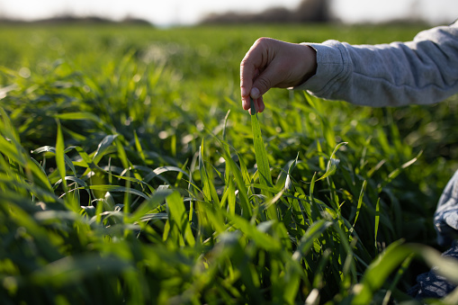 A young boy's hand is holding a wheat leaf in a green wheat field in spring