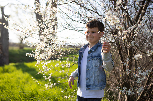 A cute boy is smiling between blooming branches of a bush in spring and picking a blossom